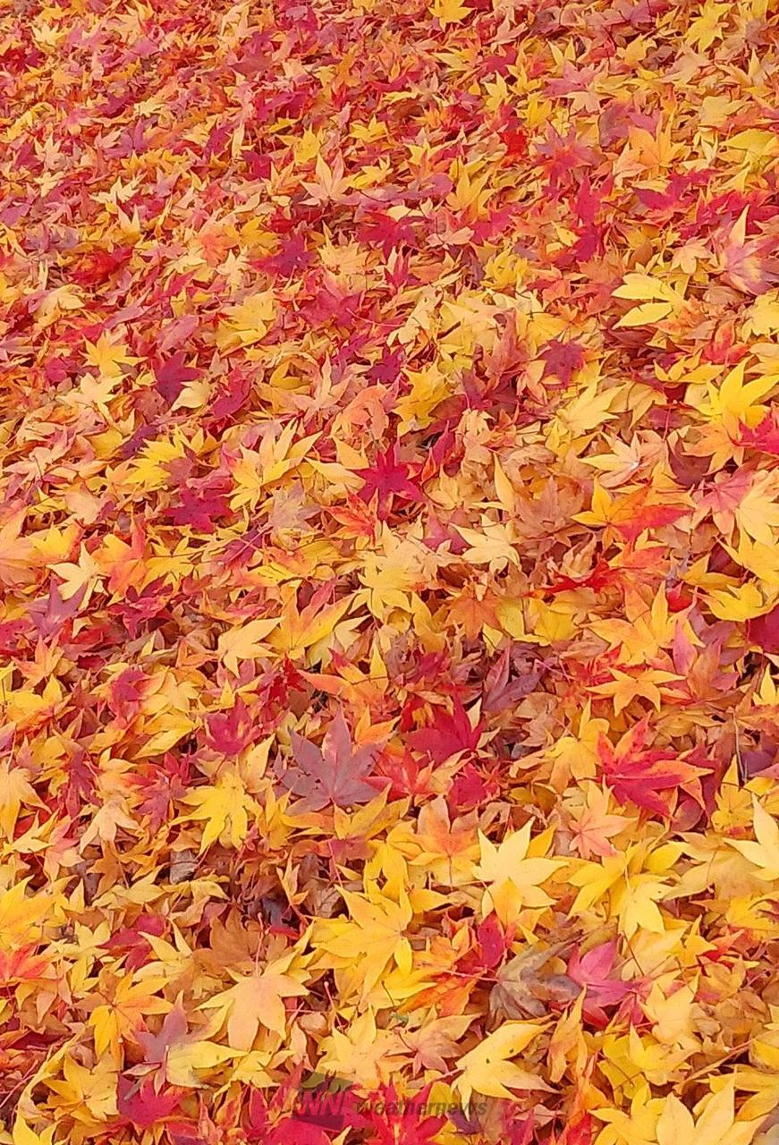 モミジの絨毯🍁お...