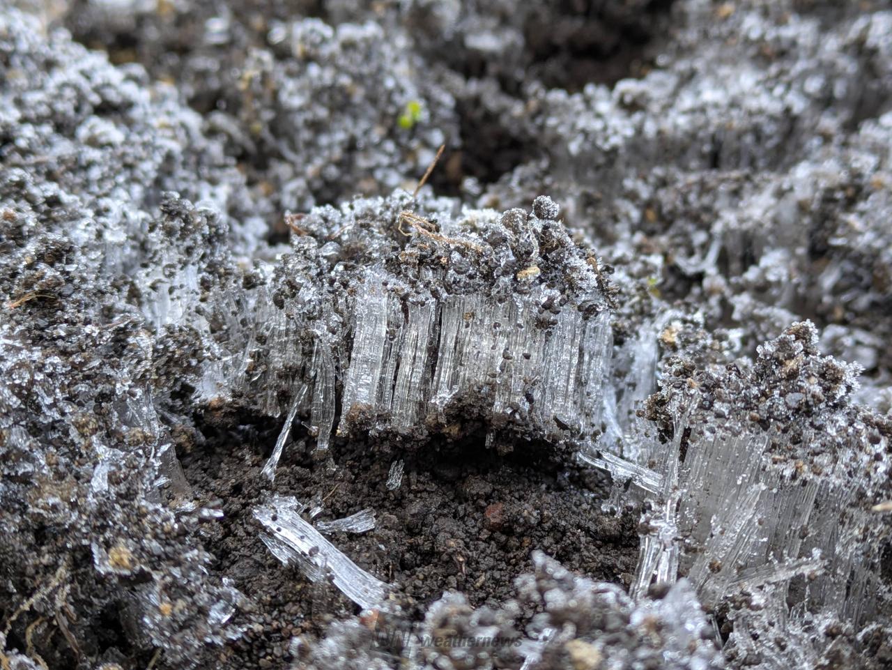 #霜リポートこの...