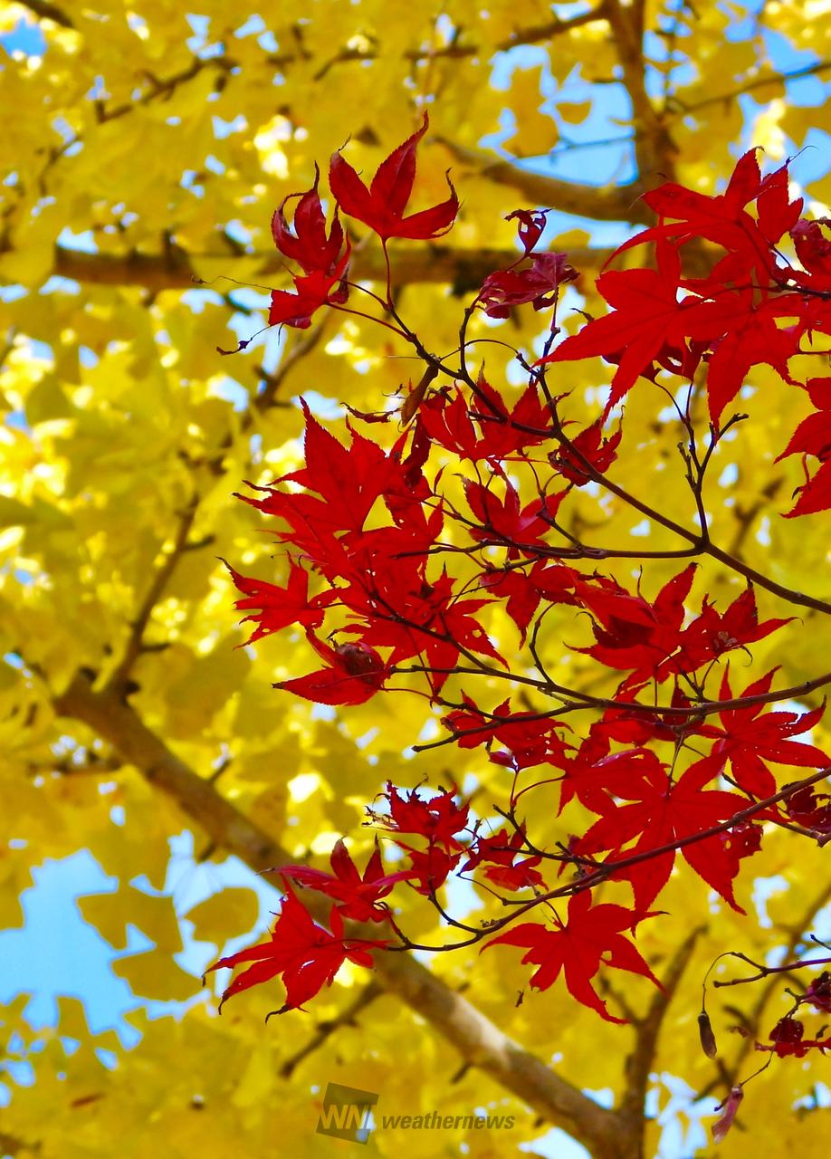 真っ赤なモミジ🍁と...