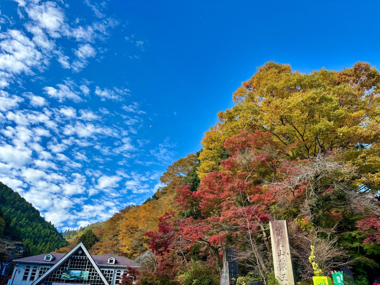 そろそろ見頃でしょ...