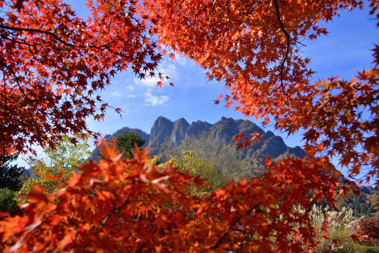 紅葉の額縁 注目の空の写真 ウェザーニュース