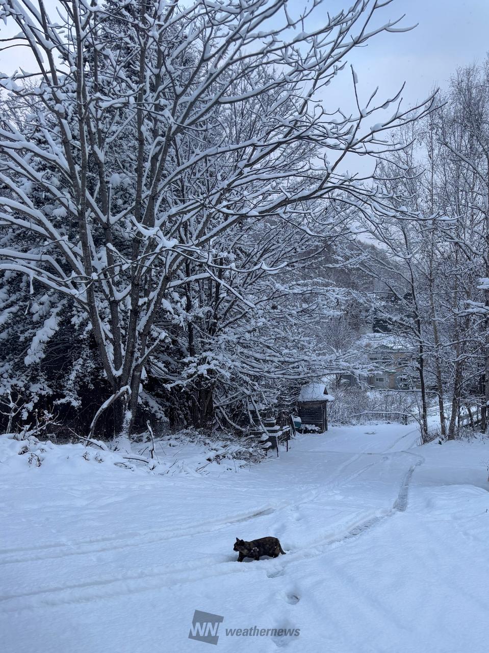 今朝は青空が見えて...
