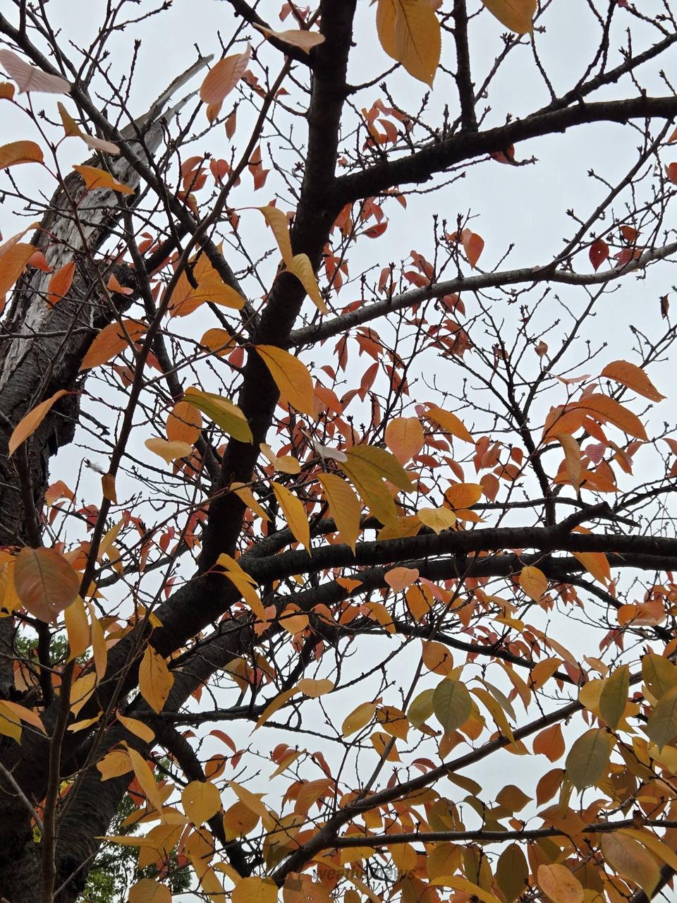 今年のマイ桜に登録していた木も紅葉🍁。 | 千葉県市川市 | akihide