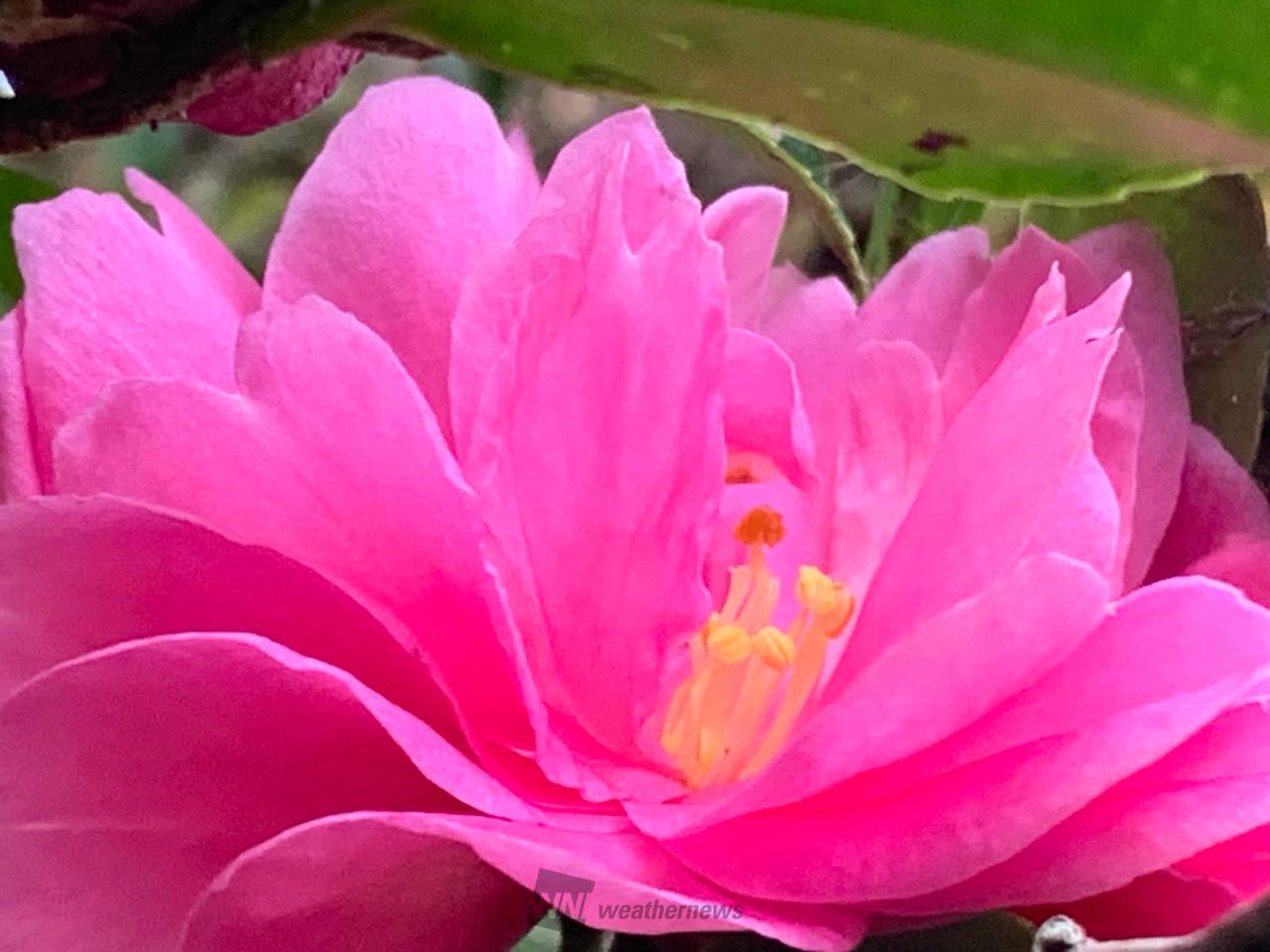 花粉カフェ☕️へよ...