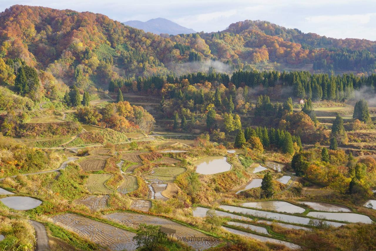11月の棚田? 注目の空の写真 ウェザーニュース