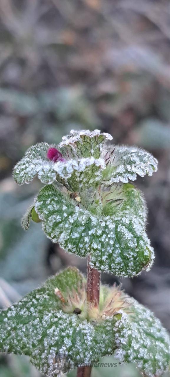 霜降りた？ 注目の空の写真 ウェザーニュース