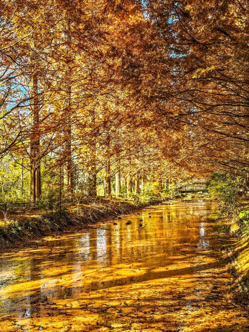 メタセコイア並木 ...