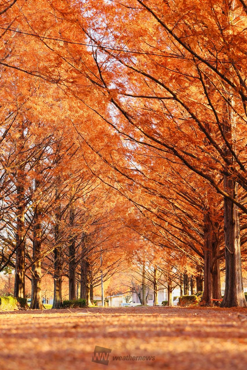 矢橋帰帆島公園のメ...