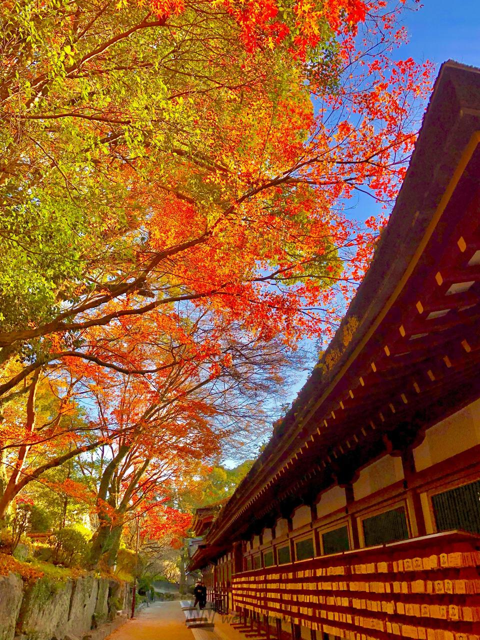 太宰府天満宮全国...