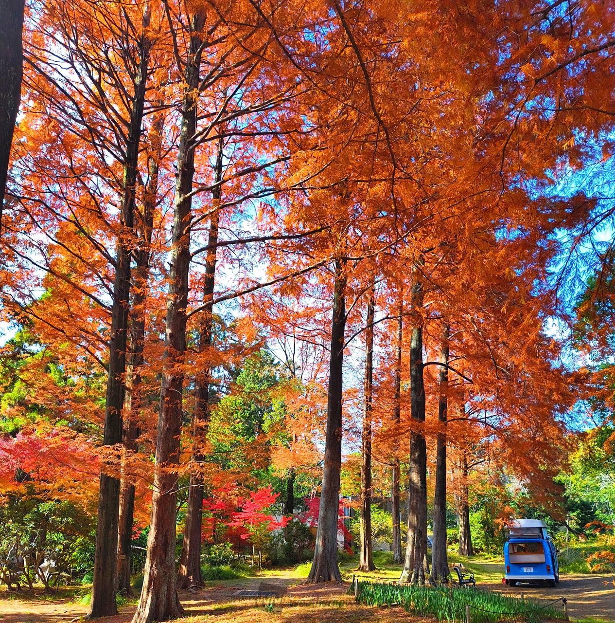 服部緑地都市緑化植...