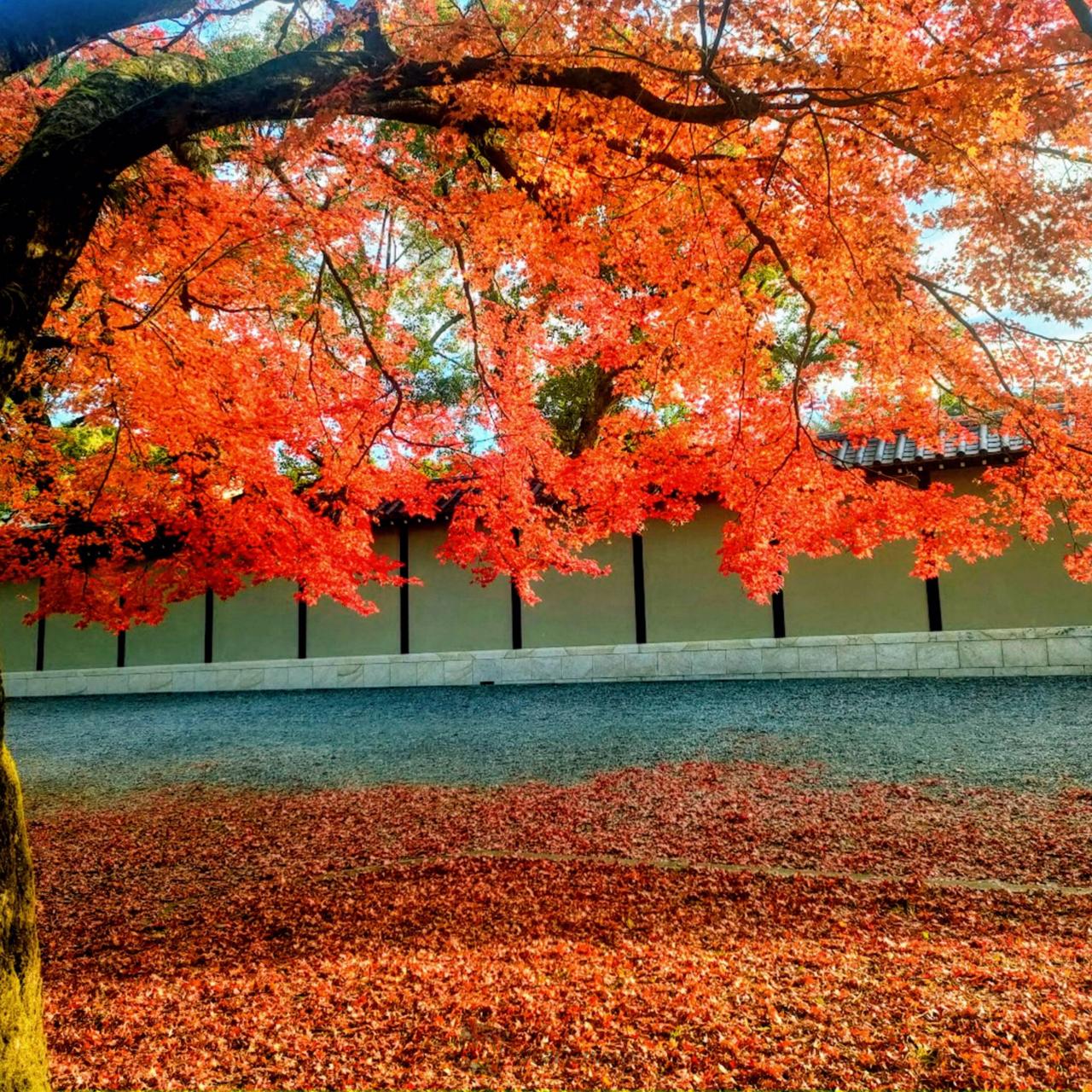 🍁京都御苑🍁散っ...