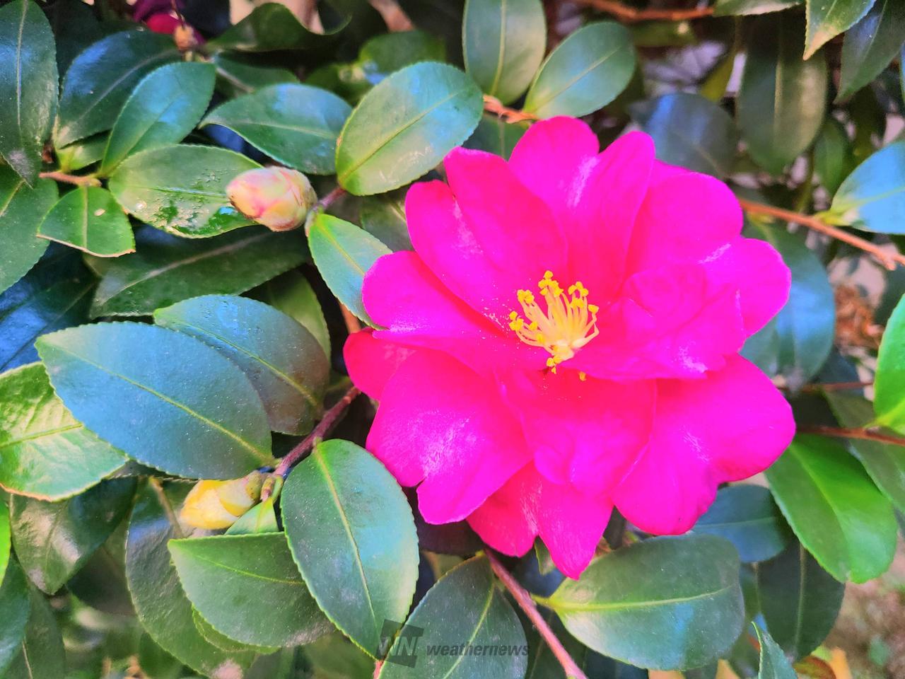 ツバキとサザンカ🌺 注目の空の写真 ウェザーニュース
