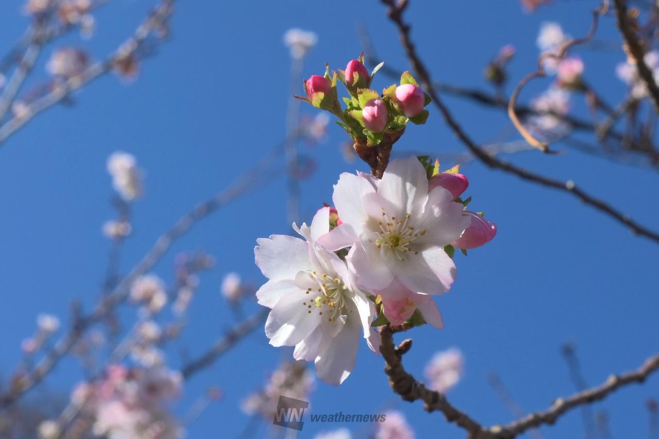 冬に咲く桜 注目の空の写真 ウェザーニュース