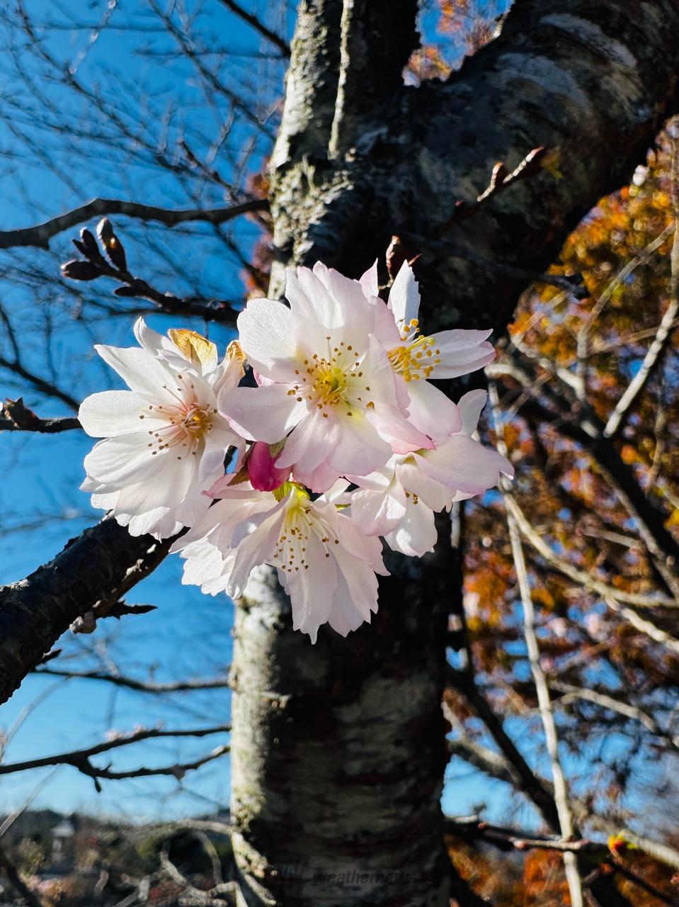 冬に咲く桜 注目の空の写真 ウェザーニュース