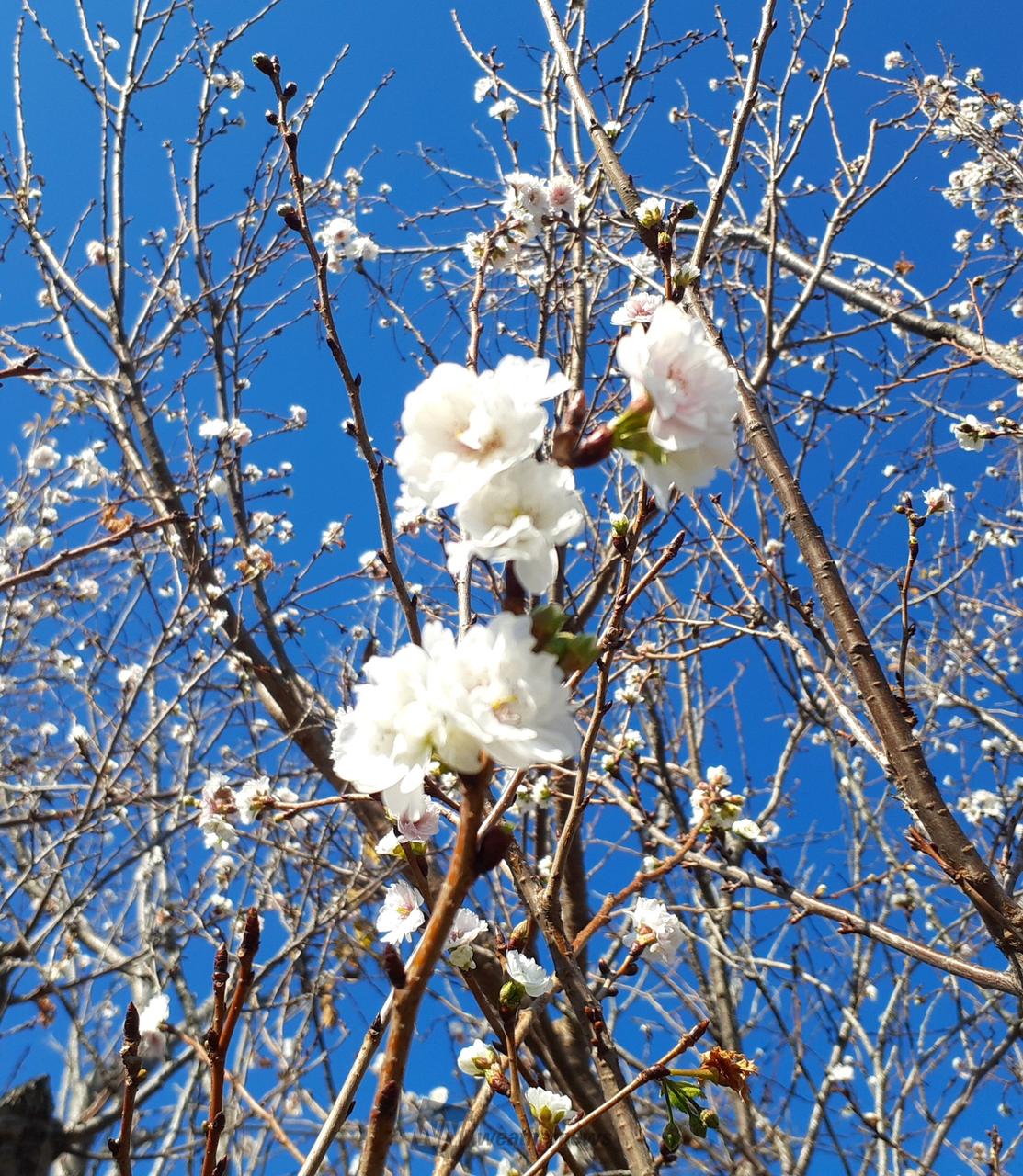 冬に咲く桜 注目の空の写真 ウェザーニュース