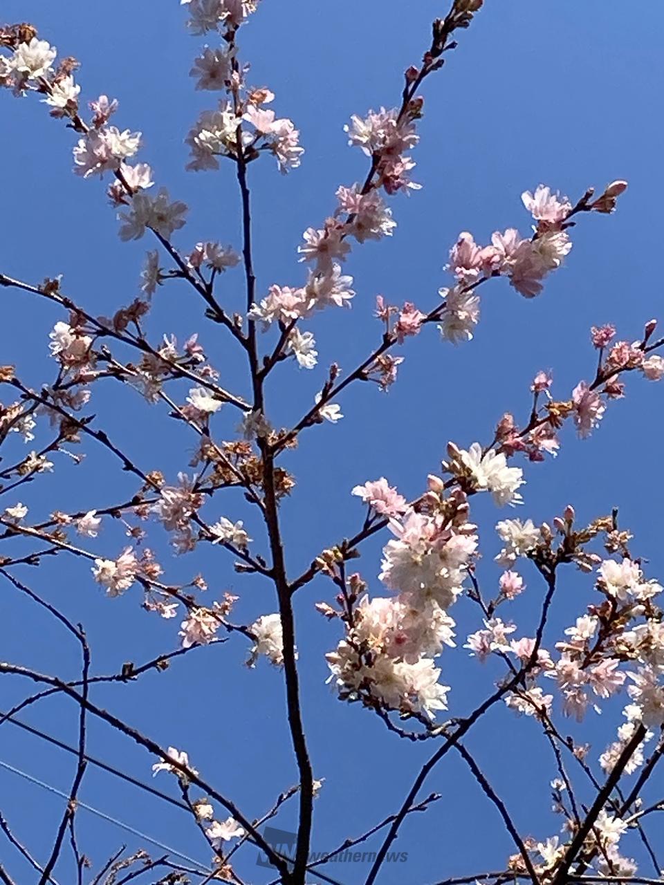 冬に咲く桜 注目の空の写真 ウェザーニュース