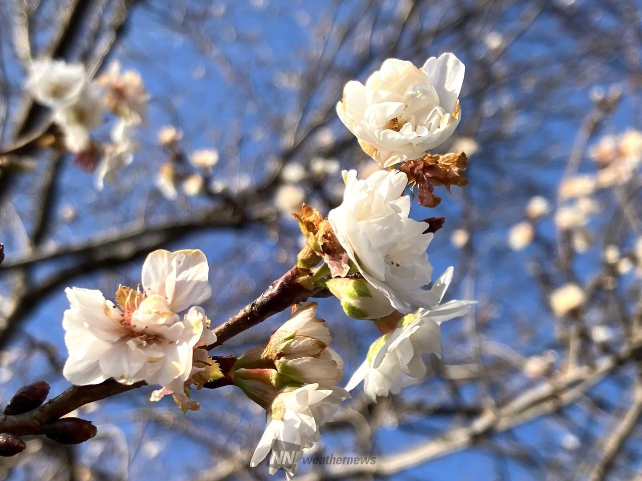 冬に咲く桜 注目の空の写真 ウェザーニュース