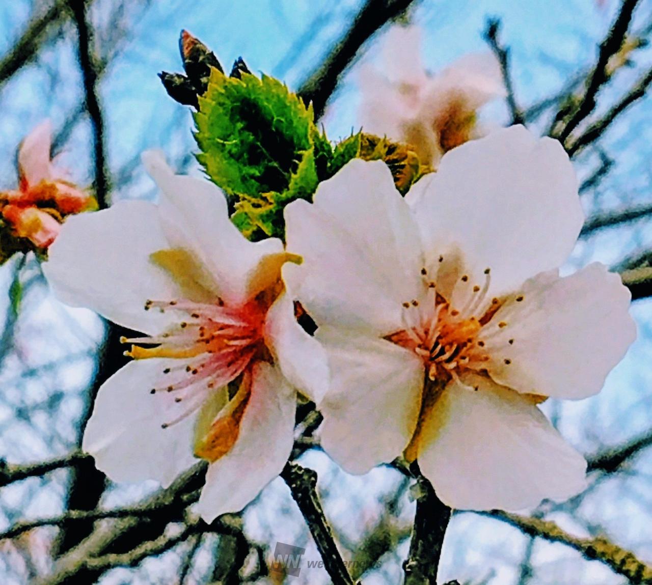 冬に咲く桜 注目の空の写真 ウェザーニュース