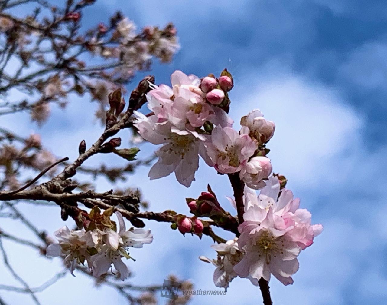 冬桜🌸野川公園で...