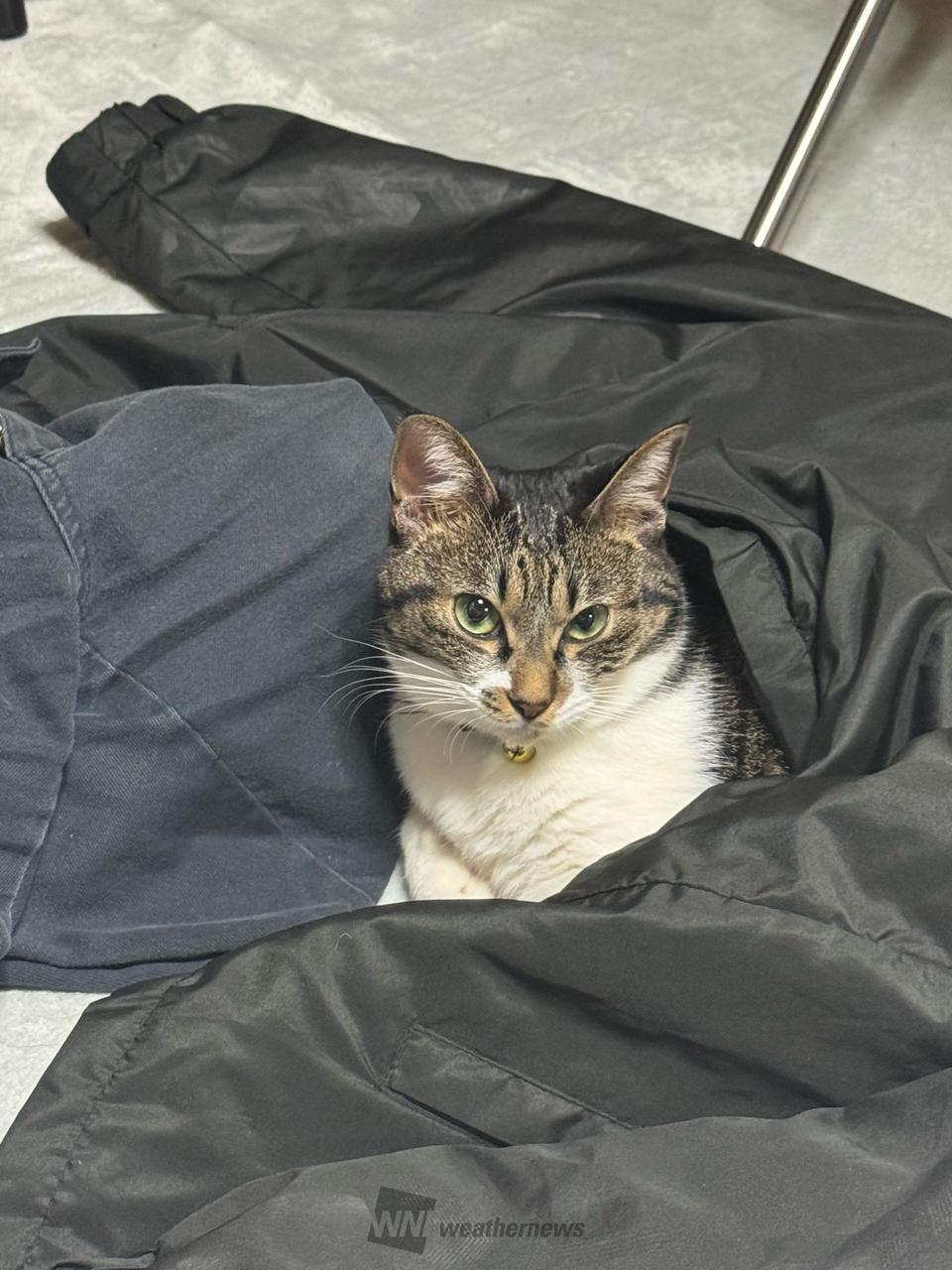 猫で感じる季節（12月） 注目の空の写真 ウェザーニュース