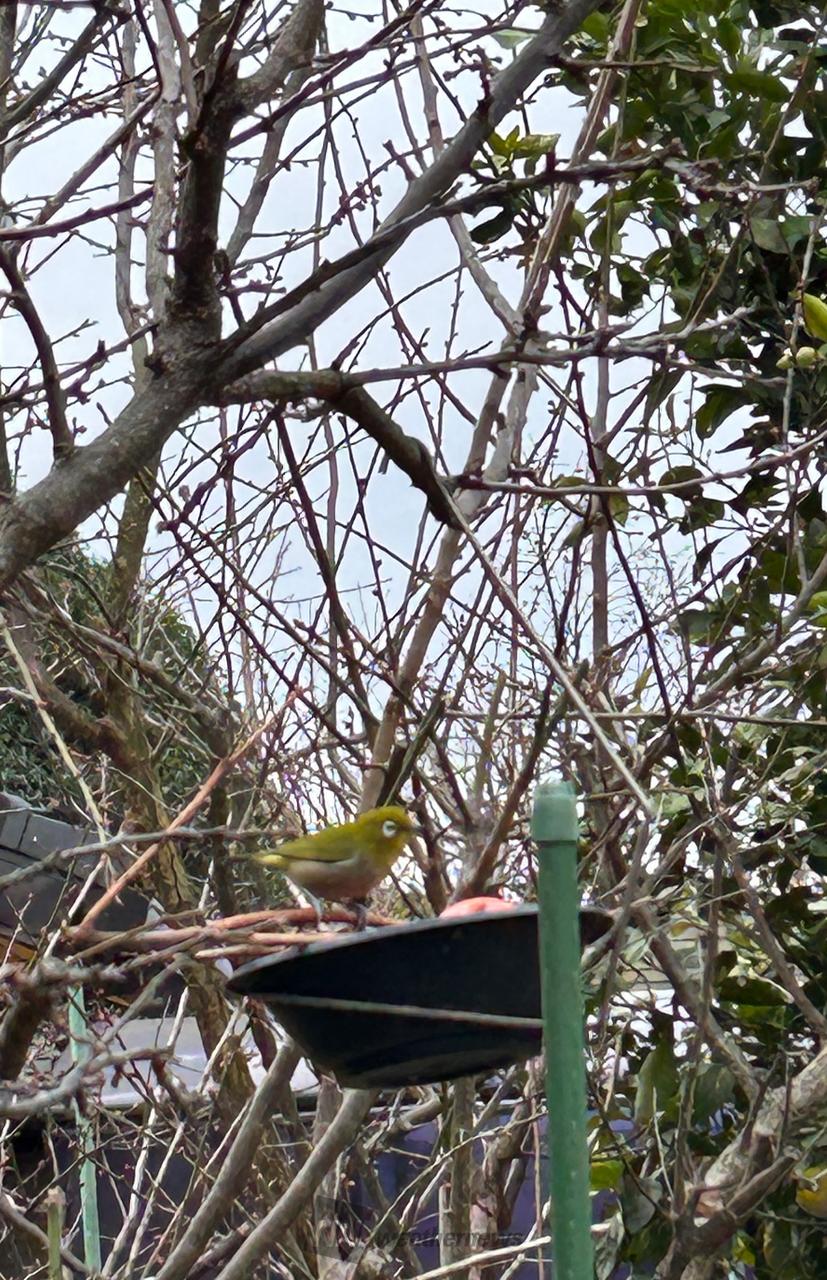 すごく寒いですね。 鳥さん用のお皿に入れ | 千葉県柏市 | ヤッホ