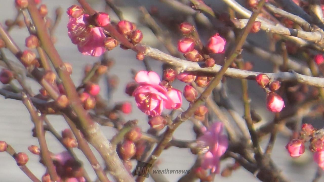 冬に咲く桜や梅 注目の空の写真 ウェザーニュース