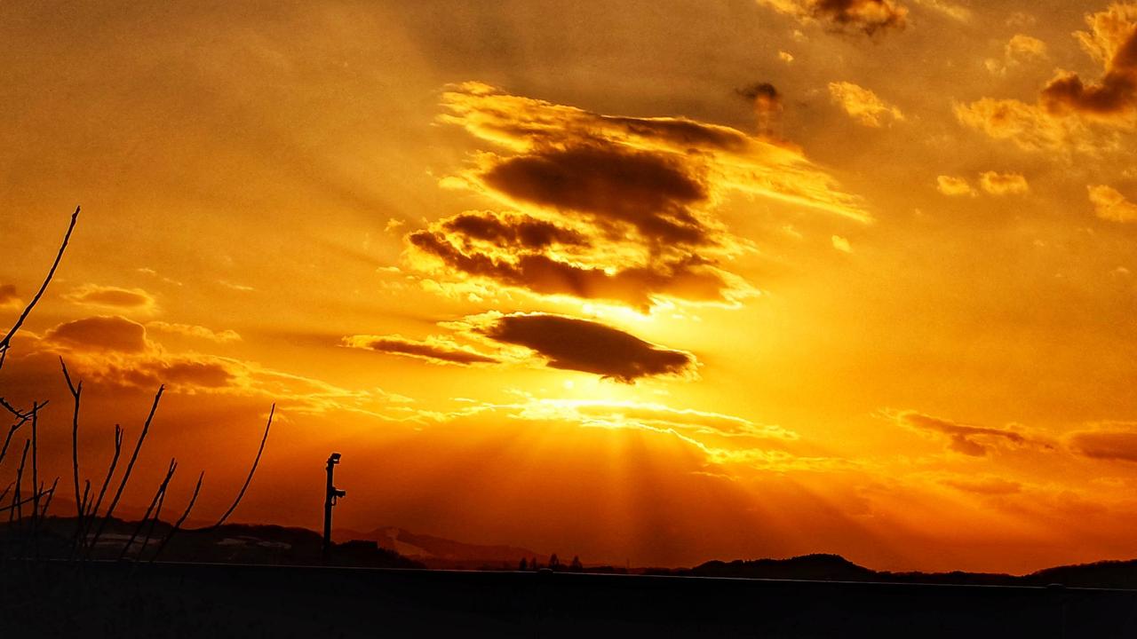 七夕　吹き流し(オレンジ) 四条烏丸の気ニナル】じわじわ人気「生搾りオレンジジュース」が気