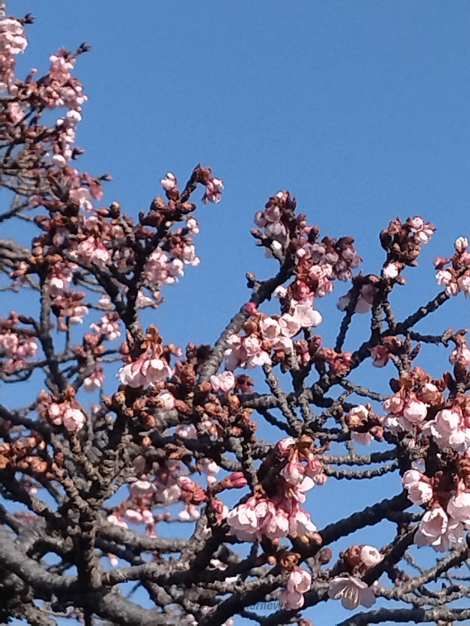 各地でサクラサク🌸 注目の空の写真 ウェザーニュース