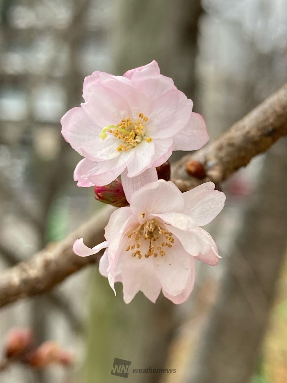 各地でサクラサク🌸 注目の空の写真 ウェザーニュース