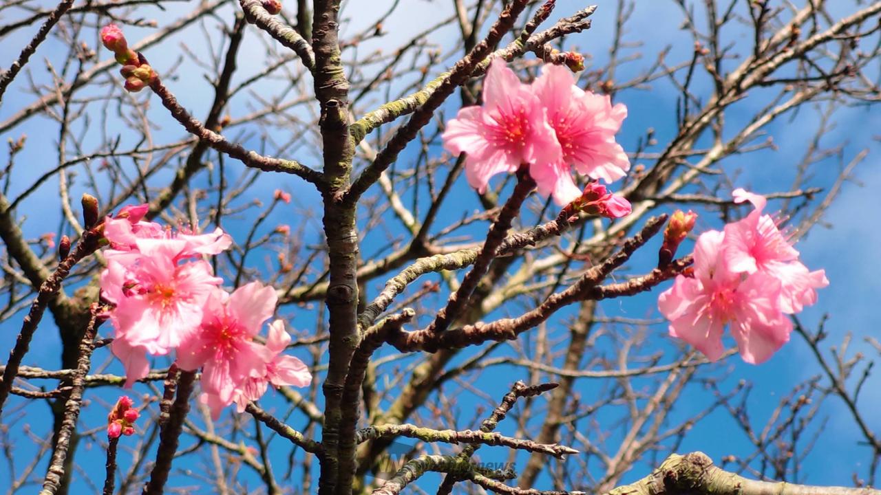 各地でサクラサク🌸 注目の空の写真 ウェザーニュース