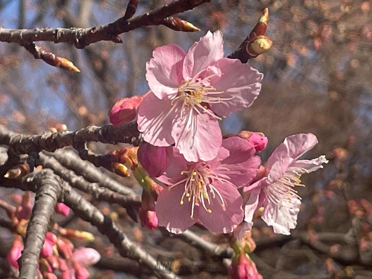 桜咲く様 各地でサクラサク🌸 注目の空の写真 ウェザーニュース