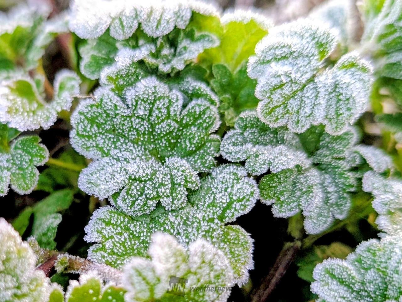 霜のお化粧をした草...