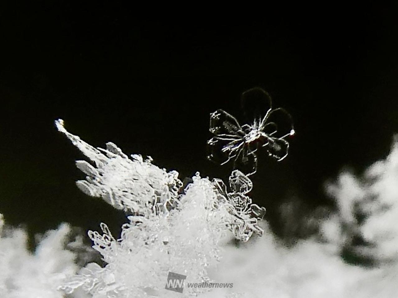 雪の結晶❄︎ 注目の空の写真 ウェザーニュース