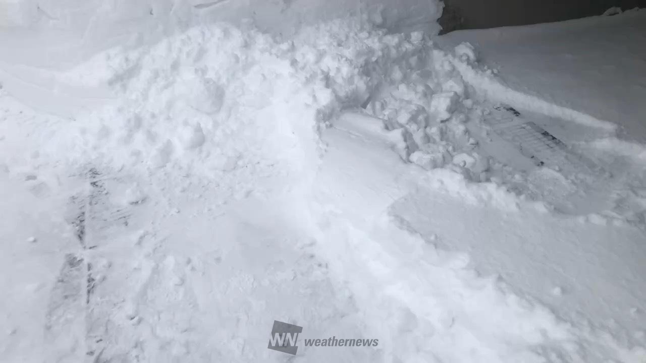 2026年1月23日朝までに降った雪は2 | 北海道留萌市 | こしりん