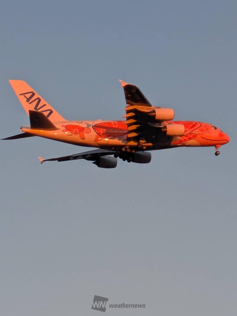 10/16 New…!!フライングホヌ／オレンジBig size1/150 10/16 New…!!フライングホヌ／オレンジBig size1/150