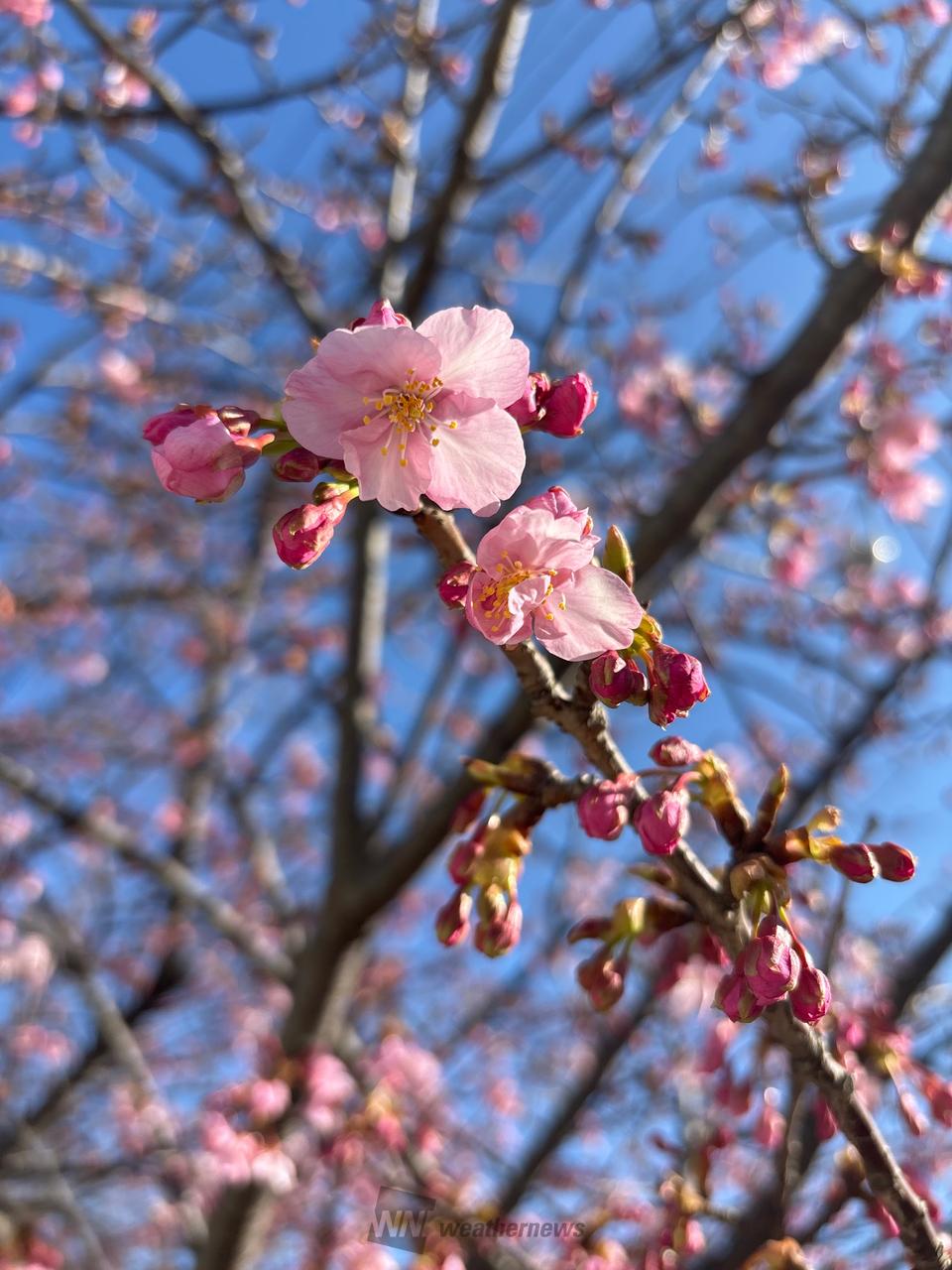 駅の前の河津桜が咲...