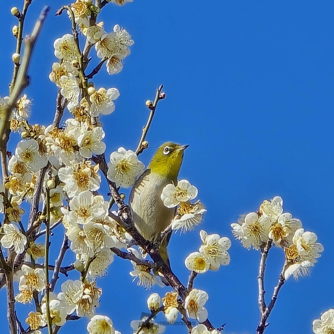 まめじろうページ 白梅のお花とウメジローちゃん🐦 今の天 | 千葉県茂原市 | アイリス
