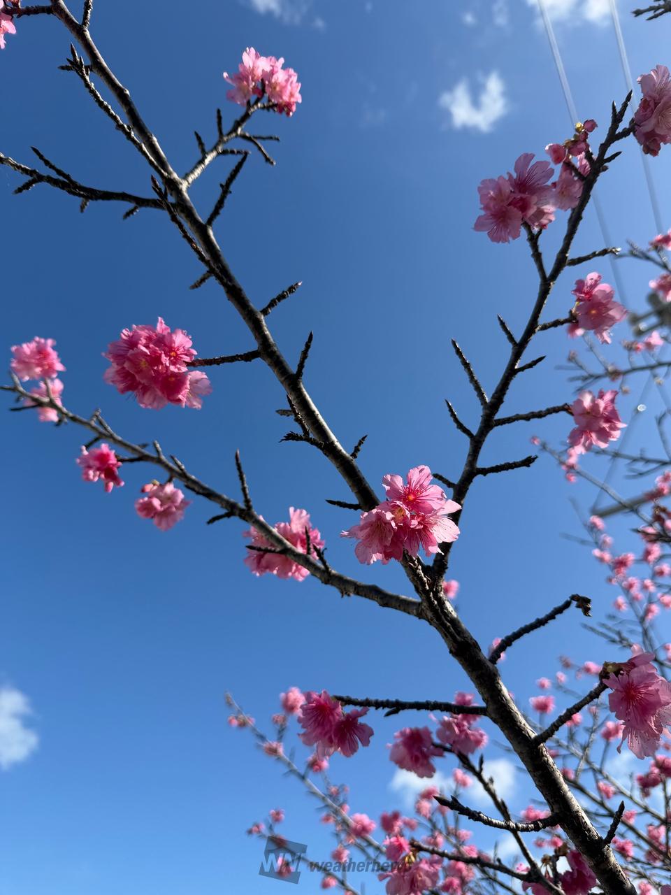 02/03 けっこう咲いた