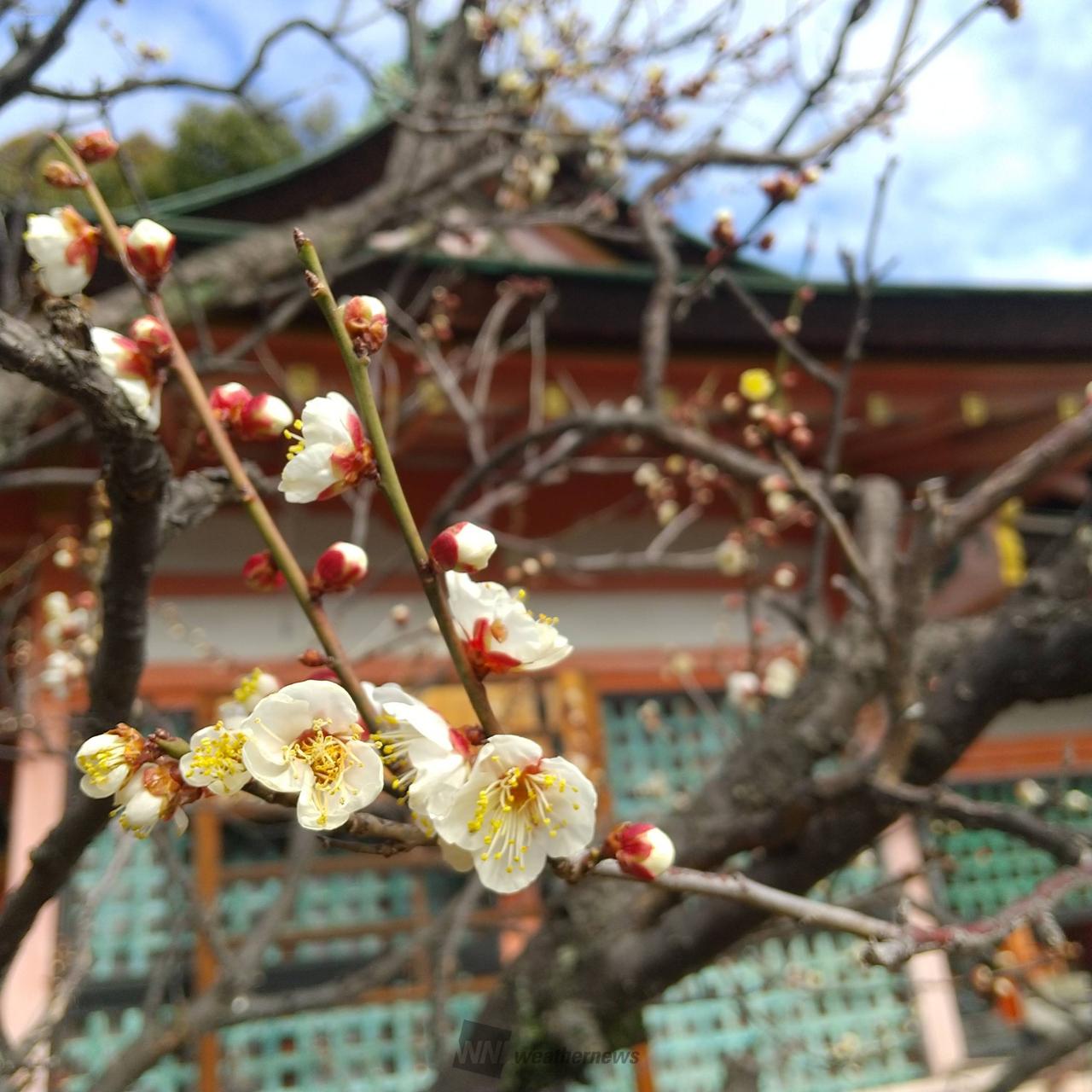 西院春日神社白梅...