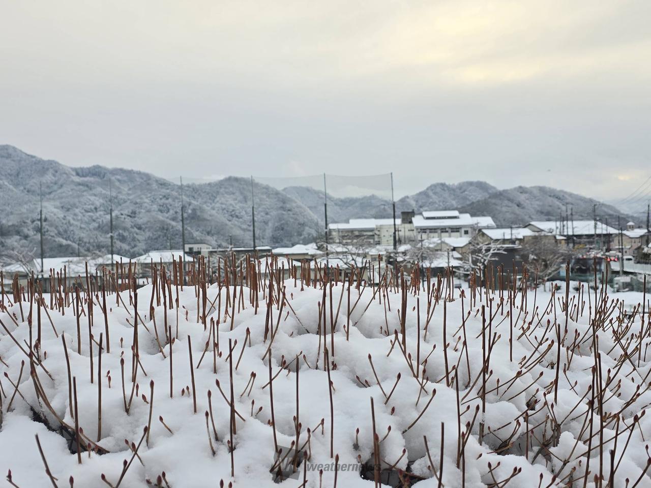 関東の雪の状況 注目の空の写真 ウェザーニュース