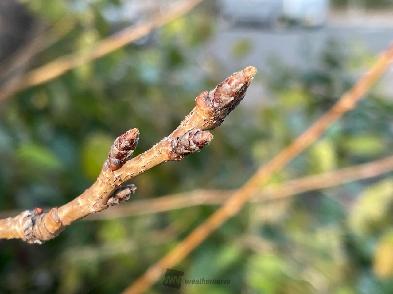 みんなの「マイ桜」 注目の空の写真 ウェザーニュース