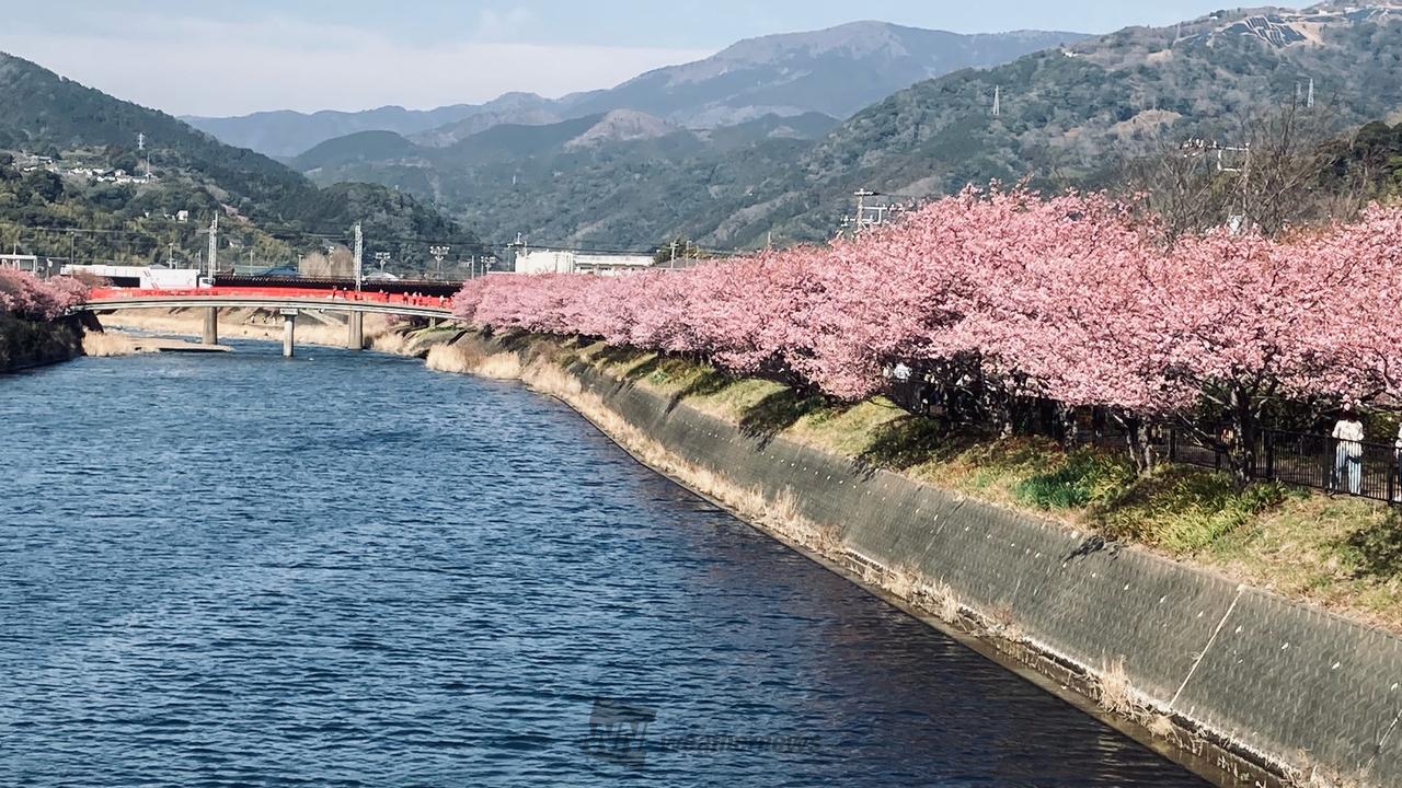 見頃を迎えてます！...