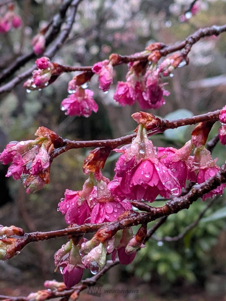 桜🌸の花にも雫💧