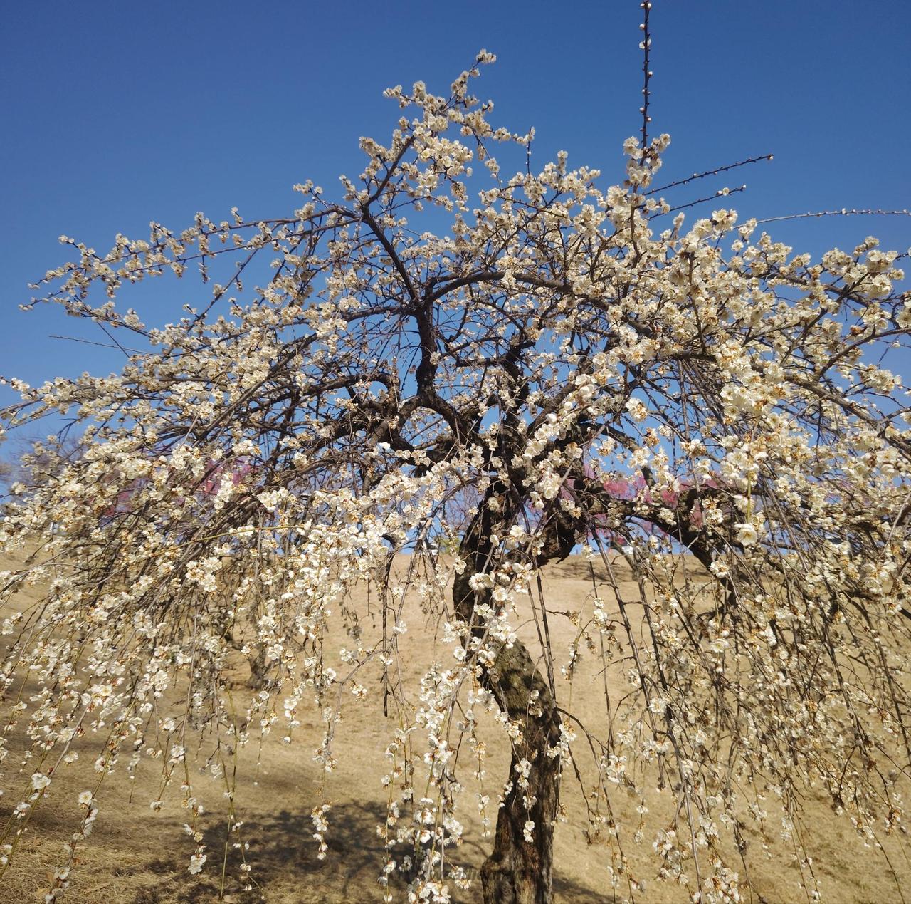形の良い枝垂れ梅🤍🤍 梅の里 202 | 山梨県甲府市 | 🎵ベロニカ