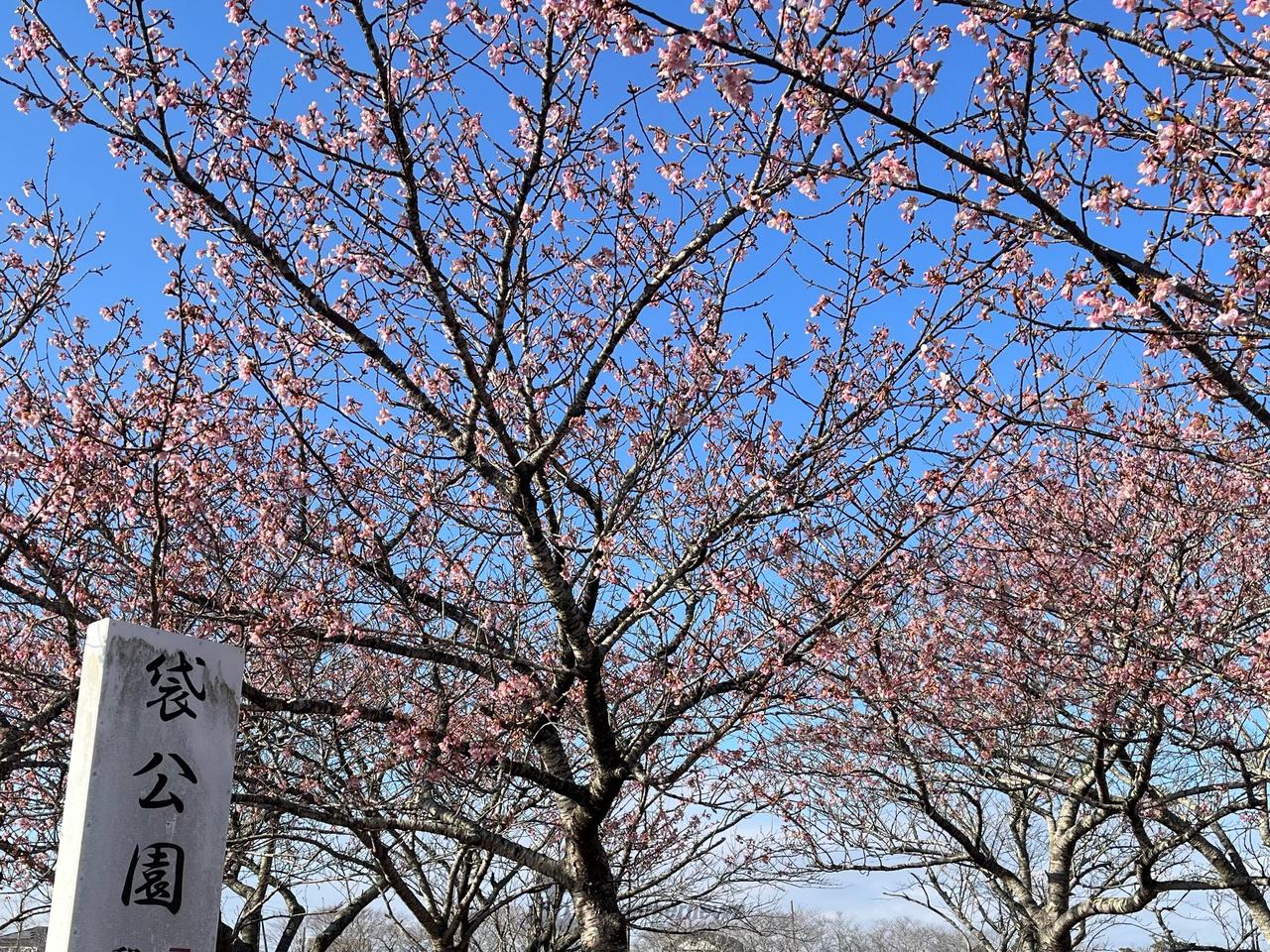 旭市、袋公園の河津...