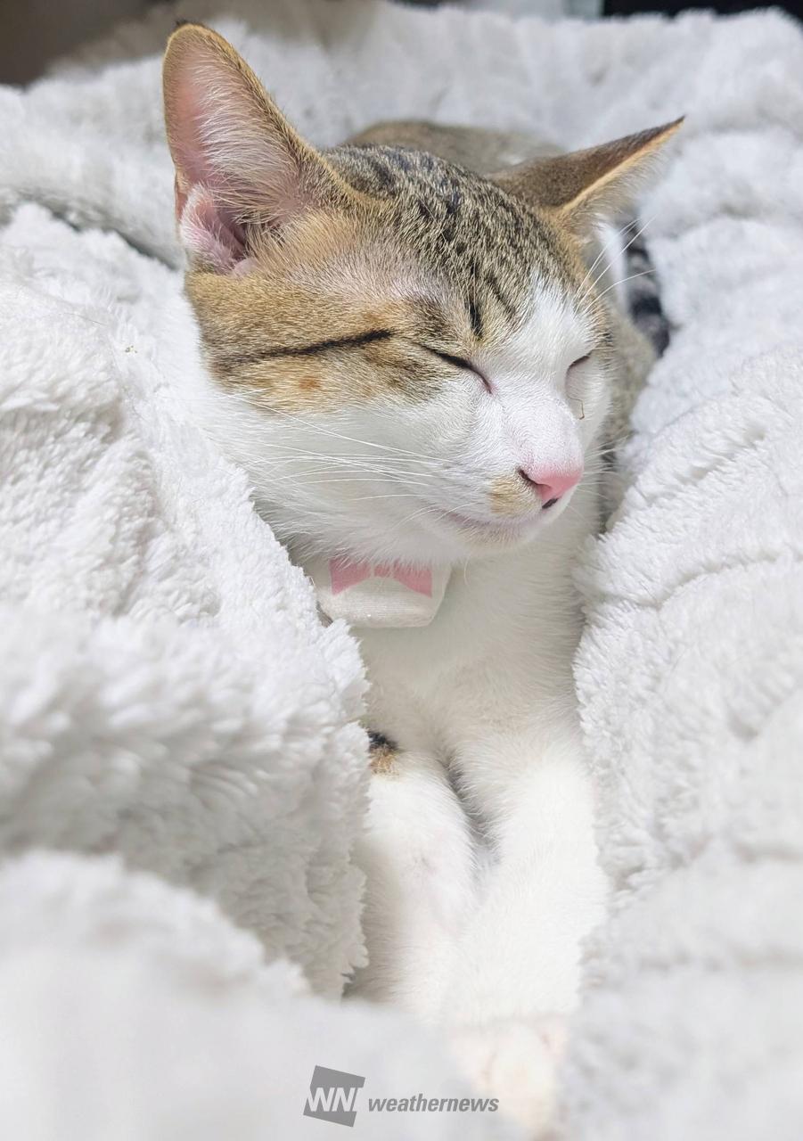 2月22日は猫の日(ΦωΦ) 注目の空の写真 ウェザーニュース