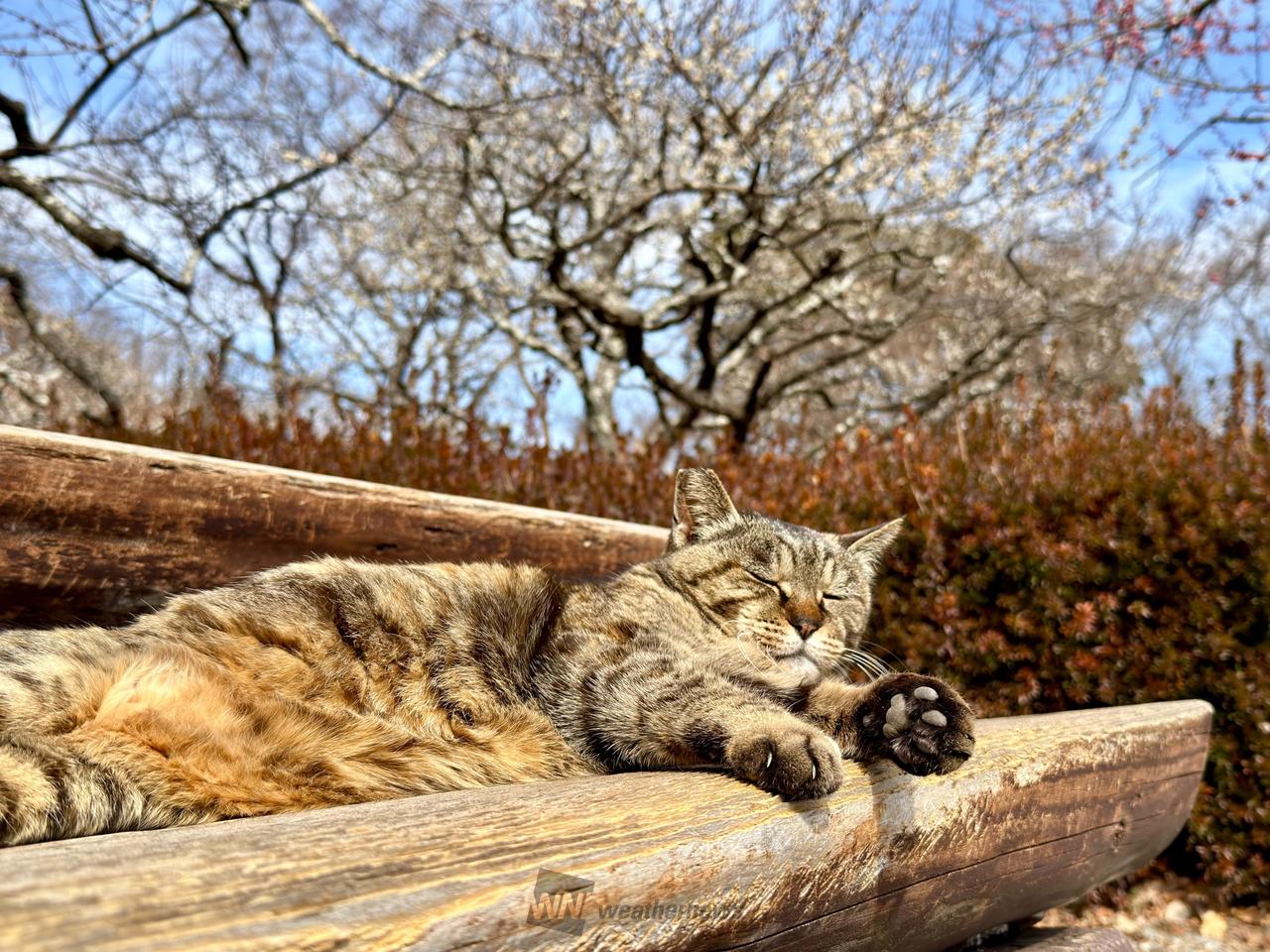 2月22日は猫の日(ΦωΦ) 注目の空の写真 ウェザーニュース