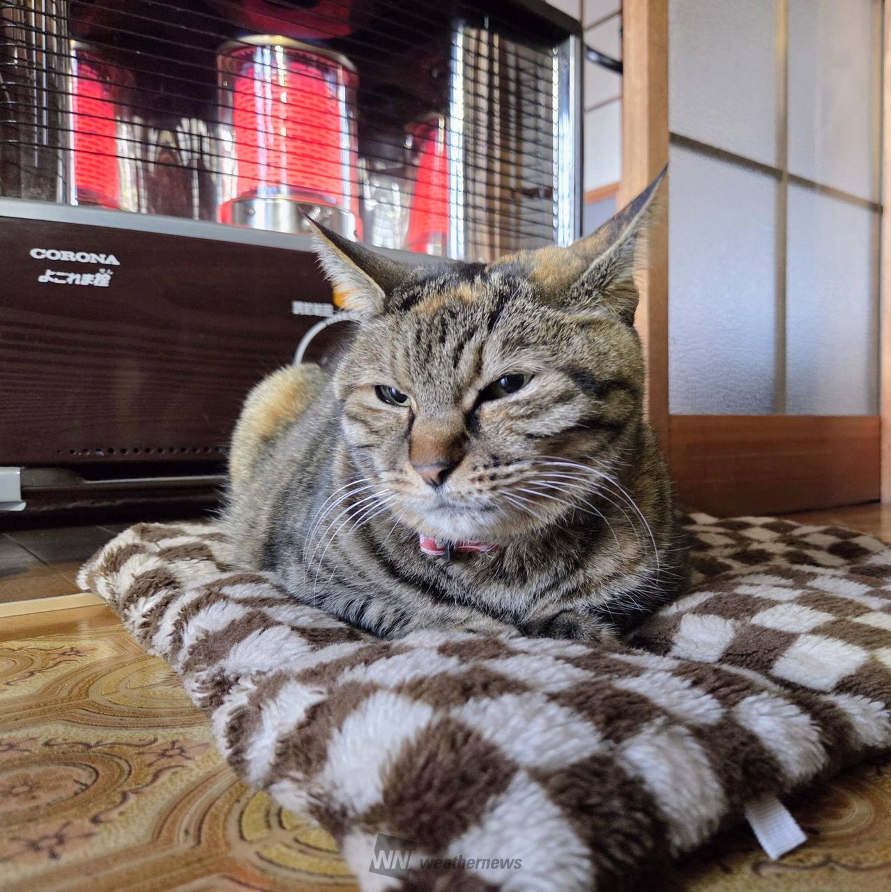 2月22日は猫の日(ΦωΦ) 注目の空の写真 ウェザーニュース