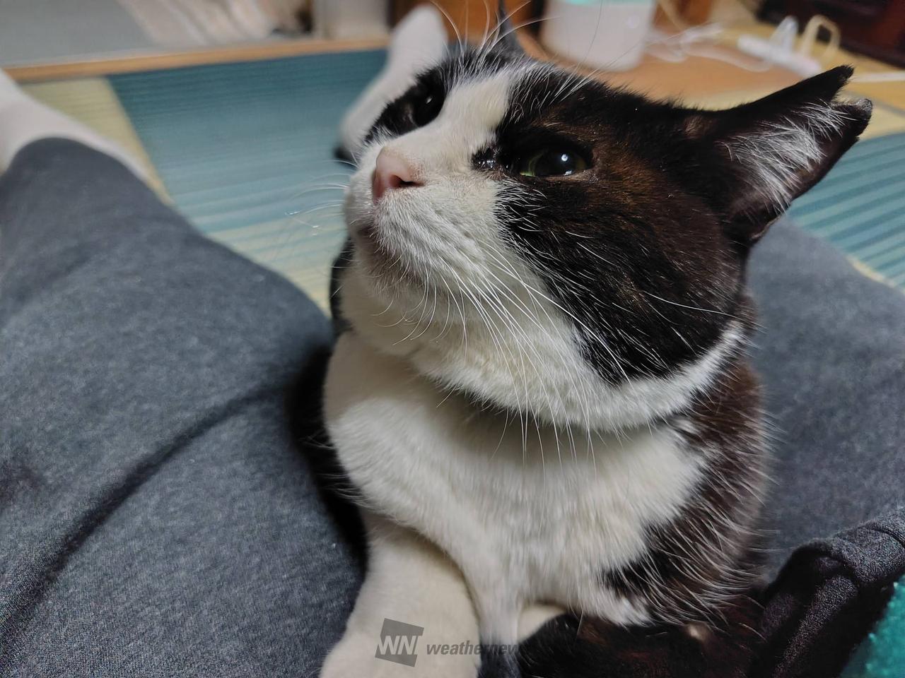 嬉しい楽しい大好きが一杯(ΦωΦ)ここから検索　猫　#みんな集まれネコの森　日本 2月22日は猫の日(ΦωΦ) 注目の空の写真 ウェザーニュース