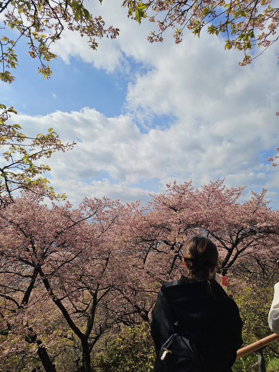 松田町の河津桜を見...